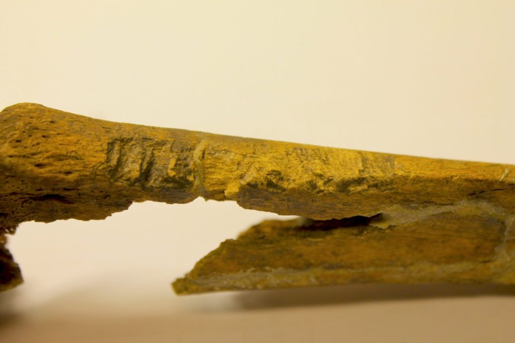 Here’s an example of a shinbone where Strand found clear signs of sharp-force injuries. These wounds were likely caused by a sharp-edged weapon—like a knife or sword—and possibly also by something that could pierce deeply, such as a spear. Photo: Lisa Mariann Strand