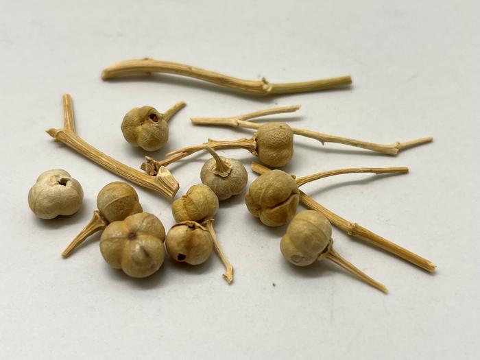 Dried fruit of Peganum harmala, show here to have been already in use for its therapeutic and psychoactive properties 2,700 years ago. Photo Credits: Barbara Huber