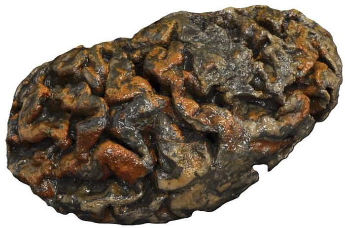Left cerebral hemisphere of an adult male buried at the site of the former Blackberry Hill Hospital (Bristol, UK). The surface of the brain’s visible convolutions is stained red with iron oxides. Image credits: Alexandra Morton-Hayward