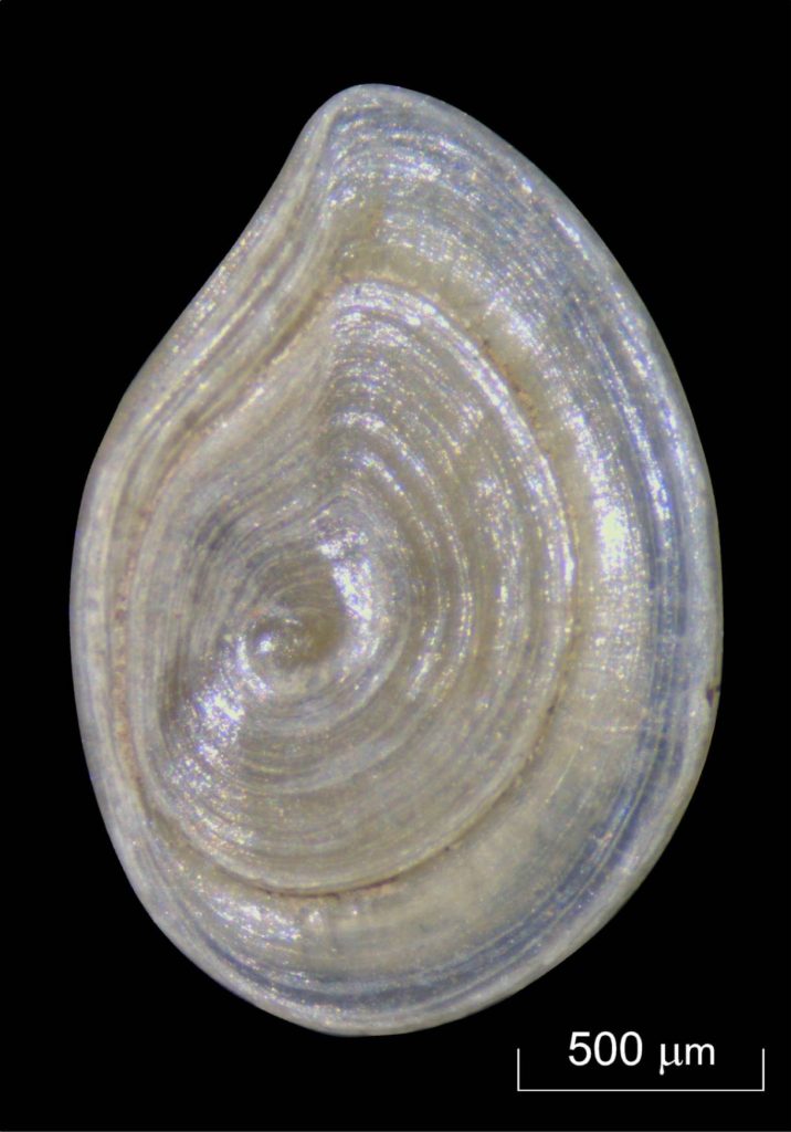 The sediment of the Spear Horizon contains small freshwater snails of the genus Bithynia. Their opercula were biochemically analyzed for the study. (photo/©: Ellie Nelson)