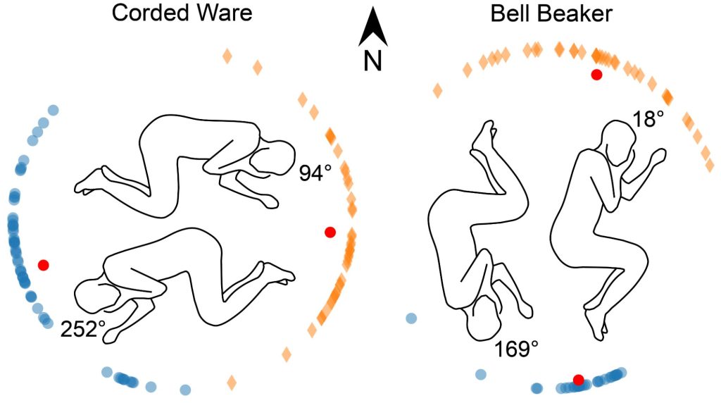 Burial orientations can be automatically retrieved from grave drawings. For instance, archaeological cultures from the third millennium BC in Central Europe buried men and women in opposite directions. This can be shown for 100 Corded Ware graves and 66 Bell Beaker graves with skeletons that have a discernible orientation from the Czech Republic analysed with AutArch. Copyright: Klein et al. 2025