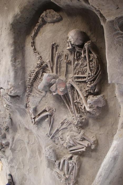 View of funerary context from the El Olivar site with complete camelids in situ: Context with a camelid associated with human remains. Photo Credits: Paola González, CC-BY 4.0