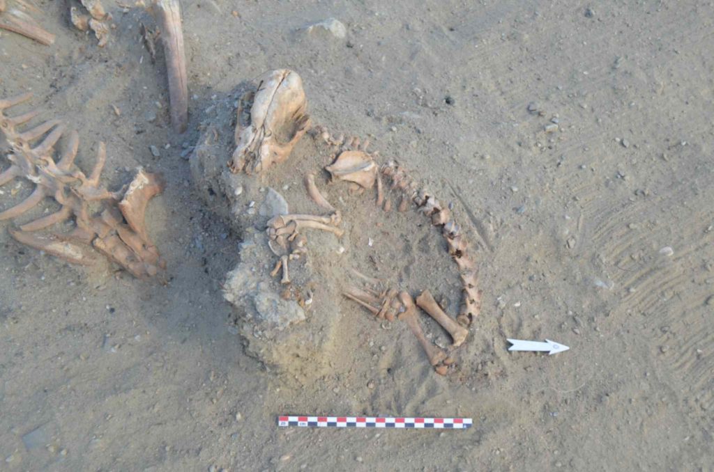 Ancient DNA tells about journey of dogs in the Americas; they went south not with the first hunter-gatherers, but with farming communities. Image from the Nunura region in Peru. Photo Credits: Nicolas Goepfert