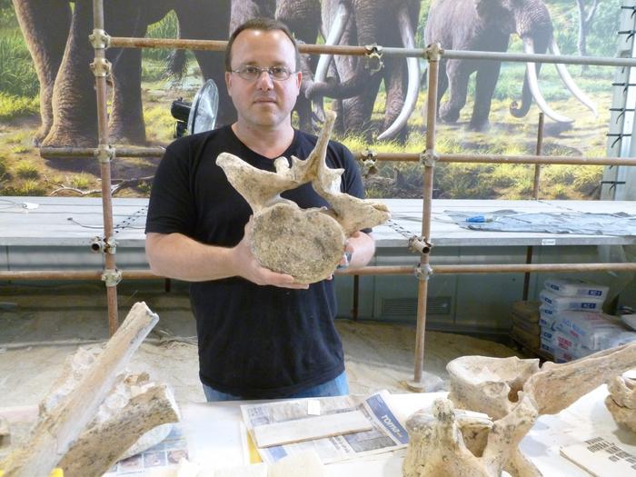 Ran Barkai holds a segment of an ancient elephant at the La Polledrara site in Italy. Photo Credits: Tel Aviv University, CC BY