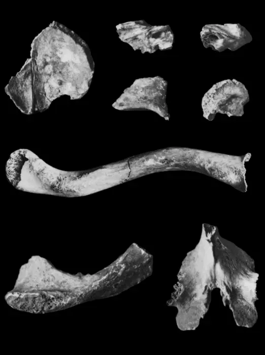 Unburnt bone fragments recovered from inside Newgrange during the 1960s excavations. Photo Credits: O’KELLY, MJ 1982, public domain