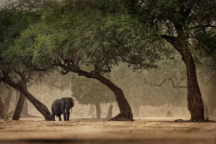 African Bush Elephant - Loxodonta africana in Mana Pools National Park in Zimbabwe, standing in the green forest and eating or looking for leaves. Humans learned to thrive in a variety of African environments before their successful expansion into Eurasia roughly 50,000 years ago. Picture Credits: Ondrej Pelanek and Martin Pelanek