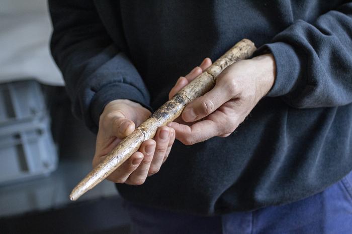 Large projectile point made of Gray Whale bone from the Duruthy rockshelter, Landes, France, dated between 18,000 and 17,500 years ago. Photo Credits: Alexandre Lefebvre