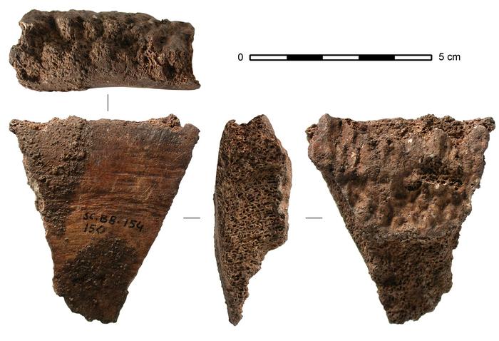Fragment of a Fin Whale vertebra from the Basque site of Santa Catalina, Spain, around 15,500 to 15,000 years ago. Photo Credits: Jean-Marc PétillonExcavation director (to be credited): Eduardo Berganza