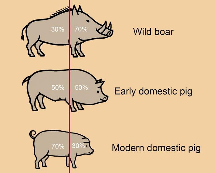 Body proportion transformation from wild boar to domestic pig. Credits: Artwork by Jiajing Wang