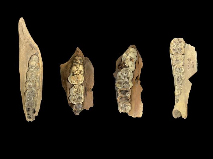 Examples of pig molar teeth specimens analyzed for the study. Credits: Image by Jiajing Wang