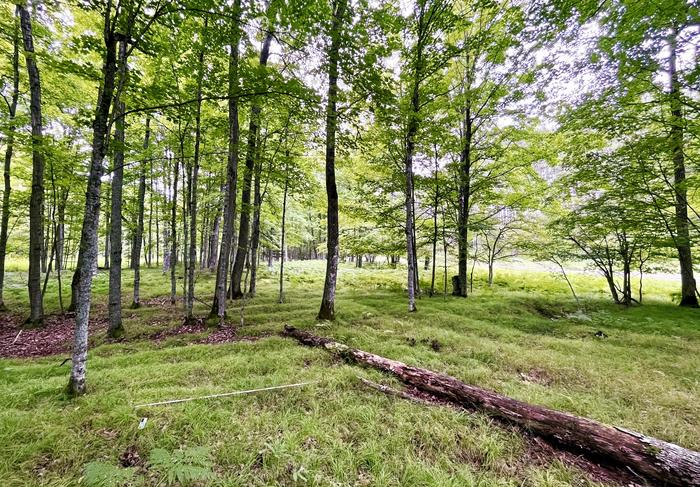Raised agricultural beds cover an estimated 70% of the lidar survey area at Sixty Islands archaeological site along the Menominee River. Photo credits: Madeleine McLeester