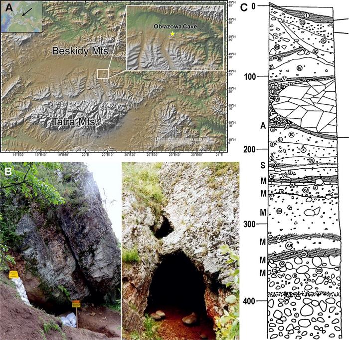 A. Geographical location of Obłazowa Cave in the Podhale basin, western Carpathians (base map from GeoMappApp: www.geomapapp.org); B. View of the western entrance and main entrance of Obłazowa Cave (photos by PV-N and AN); C. Sedimentary section of Obłazowa Cave and distribution of the archaeological horizons, A – Aurignacian, S – Szeletian, M – Mousterian (stratigraphic section redrawn by PV-N). Photo Credits: Talamo et al., 2025, PLOS One, CC-BY 4.0