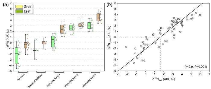 (a) Comparison of the δ15N values of the grains and leaves of foxtail millet under different fertilization conditions; (b) Relationship between the δ15N values in the grains and leaves of foxtail millet. Picture Credits: ©Science China Press
