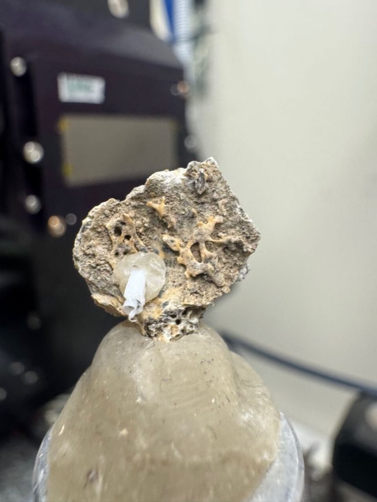 reperto osseo luce di sincrotrone paleopatologia