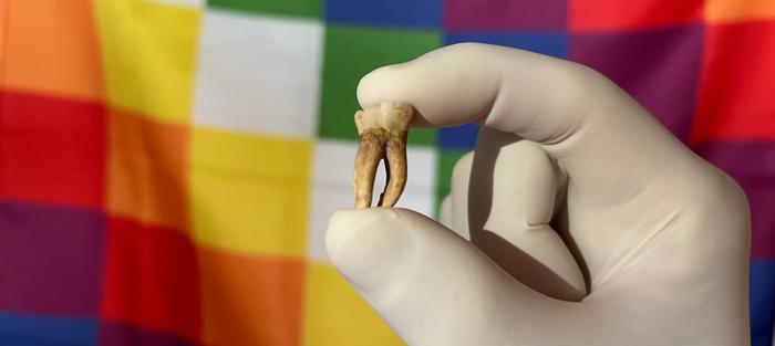 From this type of sample, ancient DNA techniques enable the reconstruction of human and pathogen genomes from the past. In the back, a Wiphala flag representing Indigenous communities of South America. Photo Credits: © Nicolas Rascovan, Institut Pasteur