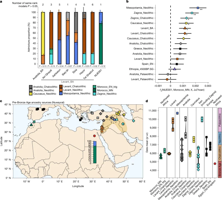 Researchers sequence first genome from ancient Egypt a, Ancestry proportion of Nuwayrat and comparative Bronze Age Levantine and Anatolian genomes for the best-fit full model (qpAdm). Alternative same-rank models passing P > 0.05 with a lower P value are shown in Supplementary Table 6. Values represent best-fitting model estimates ± 1 standard error. This analysis was conducted over n = 537,543 SNPs for NUE001, n = 518,994 SNPs for Anatolia_BA, n = 554,622 SNPs for Ain’ Ghazal, n = 493,274 SNPs for Ashkelon, n = 578,969 SNPs for Baq’ah, n = 574,452 SNPs for Ebla, n = 552,505 SNPs for Hazor and n = 513,561 SNPs for Tel Shaddud. b, Estimation of the best source responsible for deviation of the Nuwayrat genome from the Middle Neolithic Morocco group as f4(NUE001, Morocco_MN; Mesopotamia_N, Juǀʼhoan). Symbols represent f4 value ± 1 standard error. *Z score > 2; **Z score > 3. The analysis was conducted over 280,544 SNPs. c,d, Map (c) and timeline (d) of rotating sources used to infer the proximal ancestry of the Nuwayrat and Bronze Age Levantine and Anatolian genomes (shown in a), with the dark-yellow area corresponding to the Fertile Crescent. The timeline in d is based on Egyptian cultural transition dates. Credits: Morez Jacobs, A., Irish, J.D., Cooke, A. et al., Nature 2025, CC BY 4.0