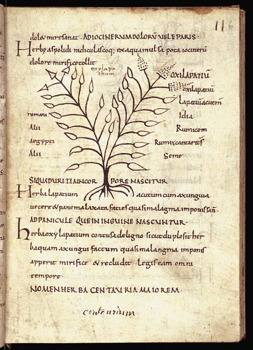 Depiction of the herb sorrel and description of its medical uses, from a collection of various herbals in The Hague, Museum Meermanno, Ms 10.D.7, fol. 6r. Photo Credits: The Hague, Museum Meermanno