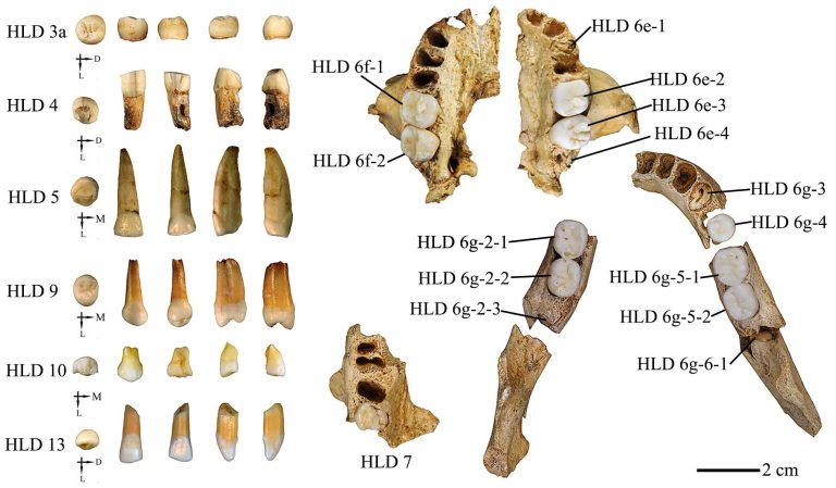 Huadonglong fossil teeth/Wu, X. et al. Un estudio sobre los dientes humanos hallados en Hualongdong revela la diversidad humana de China en el Pleistoceno medio