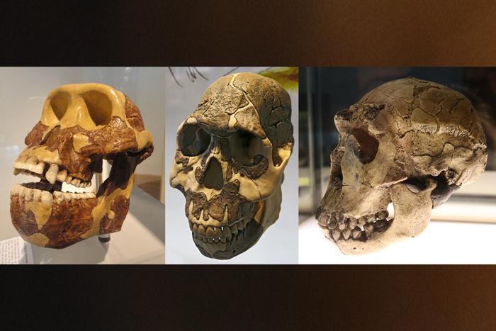 The researchers report that hominin teeth, especially molars, became smaller and longer over millennia to accommodate a growing diet of tough grass-like plants known as graminoids and their underground storage organs. They found that the turn toward grasses began about 3.8 million years ago with the distant human relative Australopithecus afarensis (left). About 2.3 million years ago, the early human Homo rudolfensis (center) gained regular access to carbohydrate-rich underground plant organs such as tubers, bulbs, and corms. But this dietary shift toward outpaced tooth evolution until about 2 million years ago when species such as Homo ergaster (right) exhibited a spurt of change in tooth size and shape better suited to eating and breaking down cooked plant tissues to derive their nutrients. Chronologically from left, the molars of human ancestors got longer over millennia to suit a diet of high-carb grassy plants. Photo credits: Public domain; Don Hitchcock; Fernando Losada Rodríguez 