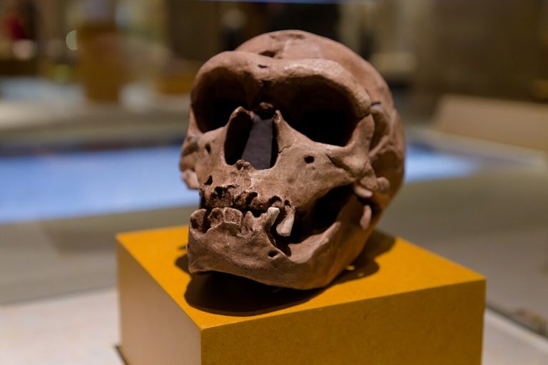 A Neanderthal cranium model, at the Nobel Prize Museum. Photo by Kevin Payravi, CC BY-SA 4.0 Interbreeding with Neanderthals may be responsible for modern-day brain condition, Chiari Malformation Type 1