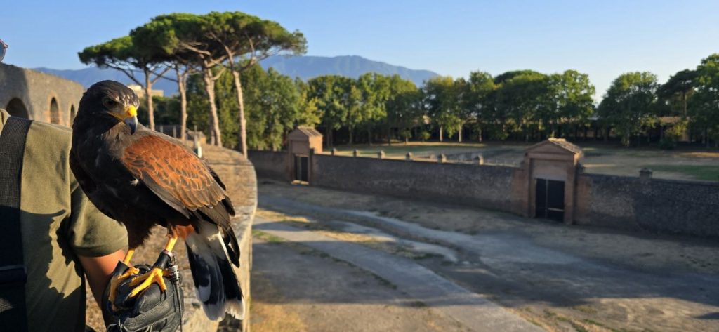 falconeria al Parco Archeologico medievale di Mileto antica per l'Open Day del 24 luglio 2025