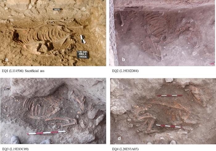 Photographs of the four donkey burials of Stratum E5c in Area E at Tell eṣ-Ṣâfi/Gath. Credits: Arnold et al., 2025, PLoS ONE, CC-BY 4.0