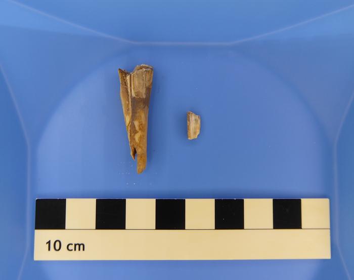 4,000-year-old sheep tooth from which the Y. pestis genome was recovered. Photo Credits: © Taylor Hermes