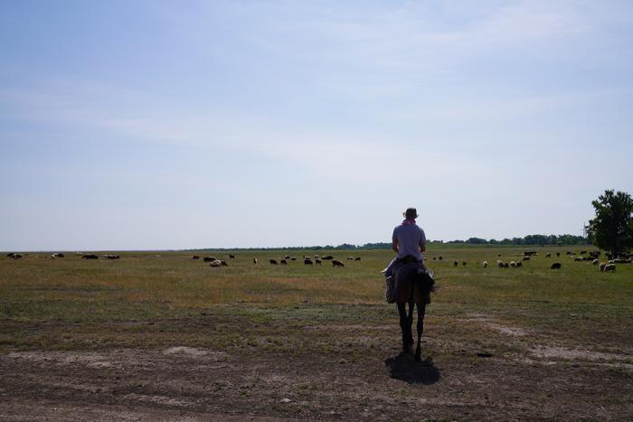 Co-author Dr. Taylor Hermes overlooks a herd of sheep in central Eurasia, where the innovation of horseback riding allowed herders to manage more livestock over larger pastures. It also likely brought these herds into closer contact with wild reservoirs of pathogens. Photo Credits: © Emma Davolt