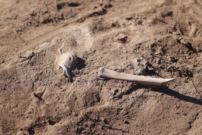 Archaeological sheep bones unveiled at a Bronze Age site in the Eurasian steppe. Archaeological sheep bones unveiled at a Bronze Age site in the Eurasian steppe. Ancient animal bones are the key to understanding the origins of zoonotic infectious diseases. Photo Credits: © Björn Reichhardt