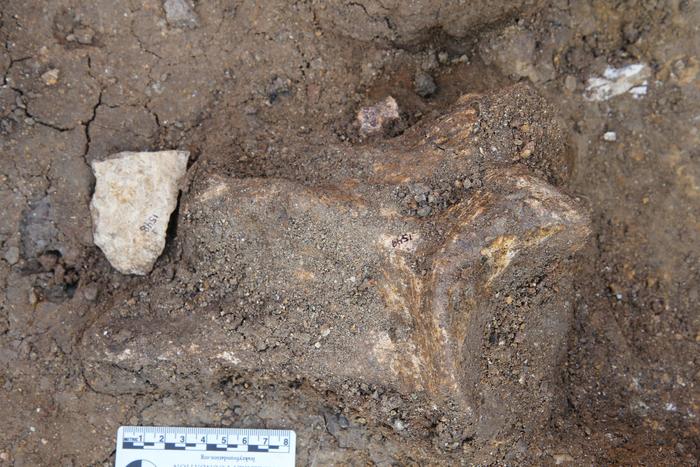 An Oldowan flake that was found alongside a hippopotamus shoulder bone at a hippo butchery site excavated in Nyayanga. Photo Credits: T.W. Plummer, Homa Peninsula Paleoanthropology Project