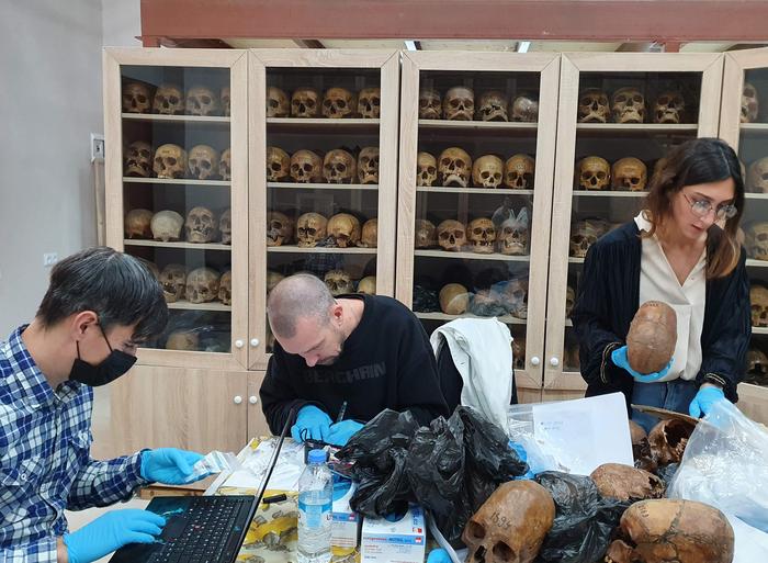 Sampling human remains in the anthropological collection at Tbilisi State University. The international research team, co-authors of this study, examines samples for ancient DNA analysis at the Max Planck Institute for Evolutionary Anthropology. From left to right are Harald Ringbauer, Gunnar Neumann, and Nino Tavartkiladze. Several deformed skulls, which were also analyzed in this study, are visible in the foreground. Photo Credits: © Shorena Laliashvili