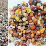 Left: Thanatocoenosis on Men-Du beach (Brittany, France). Centre: Reference collection of Littorina obtusata collected from the thanatocoenosis on 8th October 2016. Right: Colour variability of L. obtusata. © S. Rigaud