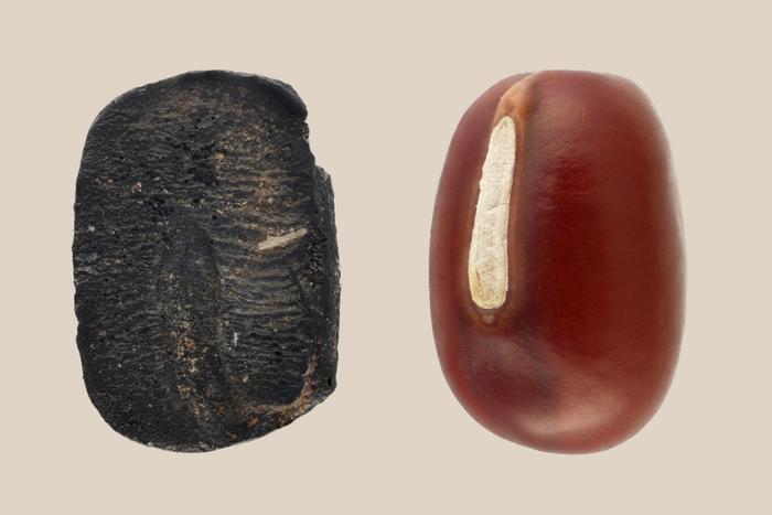 Modern adzuki bean and charred adzuki remain unearthed from Xiaogao. Photo Credits: Cai Haohong