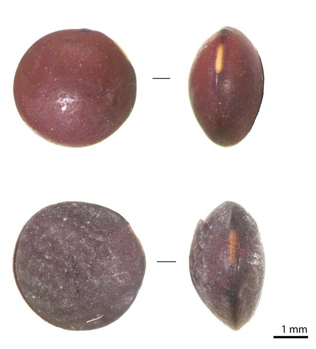 Archaeological lentils used in the study. Photo Credits: Jacob Morales, CC BY
