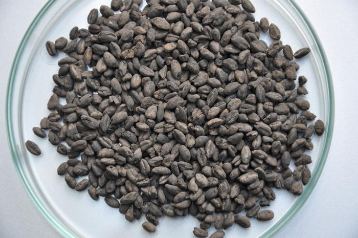 Charred emmer grains from a grain storage found in a 
linear band ceramic settlement close to Werl in North Rhine-Westphalia. Photo Credits: Tanja Zerl, University of Cologne